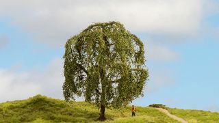 NOCH 20115 - TRAUERWEIDE