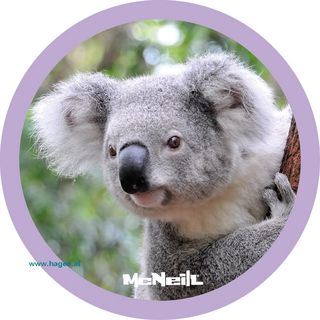 Patches McAddys Koala