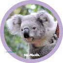 Patches McAddys Koala