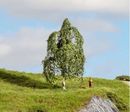 NOCH 20121 - H�NGEBIRKE