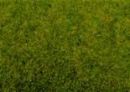 NOCH 50210 - STREUGRAS FR�HLINGSWIESE