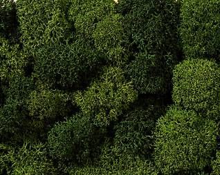 NOCH 8621 - DEKORMOOS