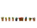 NOCH 14031 - BLUMEN IN BLUMENT�PFEN