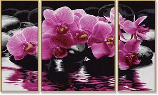 Orchideen - Schipper