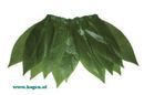 HAWAIIROCK BL�TTER GR�N - 60472