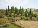 NOCH 26826 - MODELLFICHTEN
